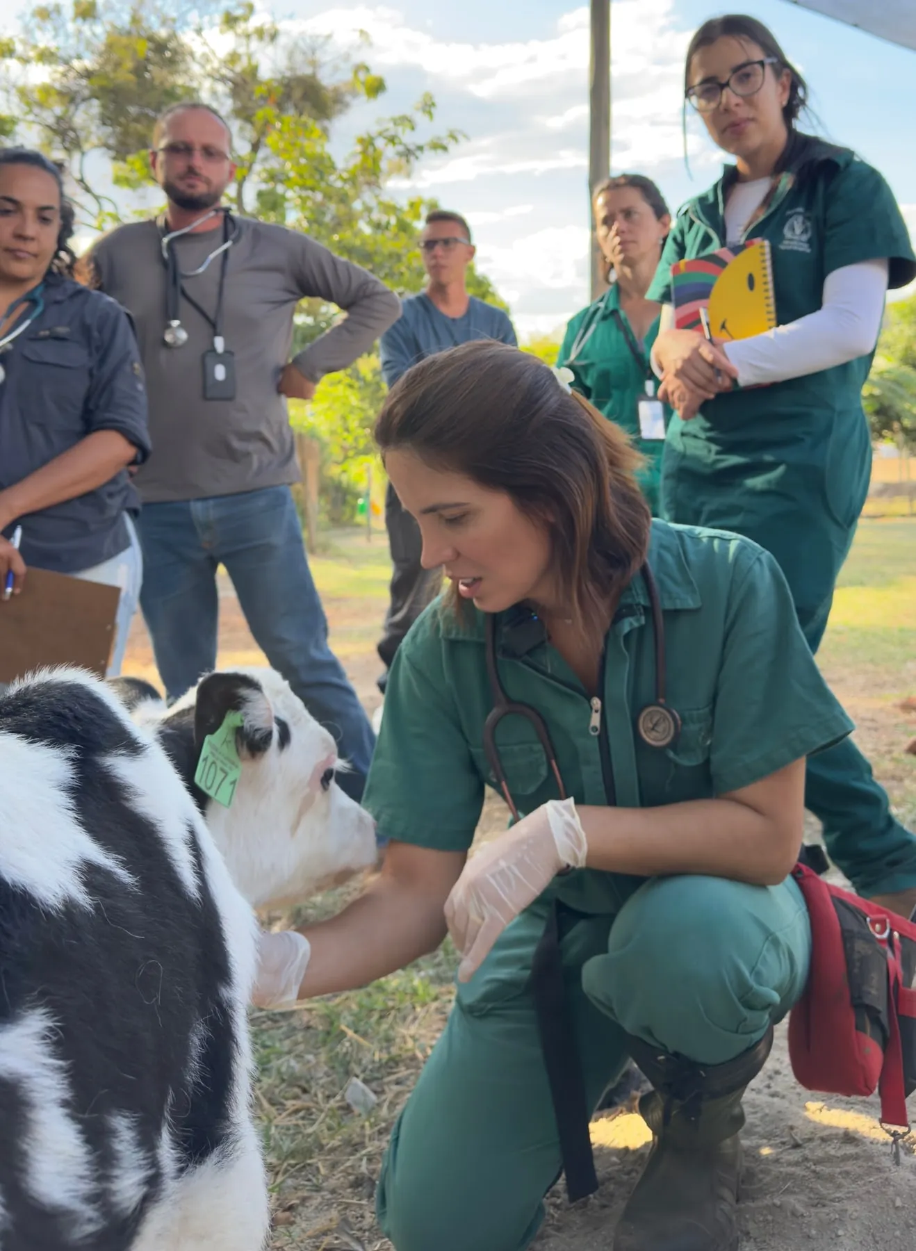 Equipe da Zooagro em atendimento a campo, avaliando bezerras no curral